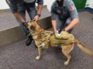 Cão de resgate usa colete especial desenvolvido pela Fatec de São José dos Campos