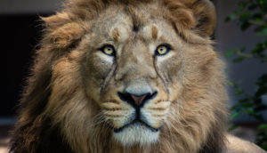 Leão, símbolo do imposto de renda