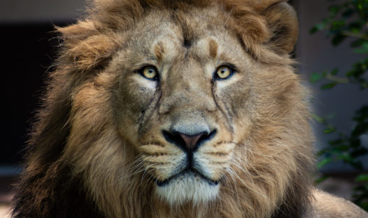 Leão, símbolo do imposto de renda