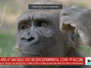 Gorilas vacinados