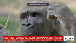 Gorilas vacinados