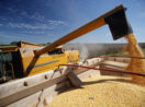 Máquina agrícola em trabalho de colheita de safra de grãos
