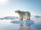Urso polar sobre pequeno iceberg