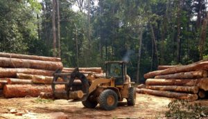 Desmatamento da floresta amazonica