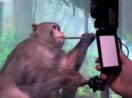macaco joga videojogo