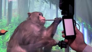 macaco joga videojogo