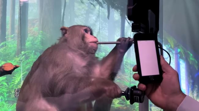 O macaco e as bananas  Jogos Online - Mr. Jogos