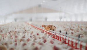 Milhares de frangos em granja