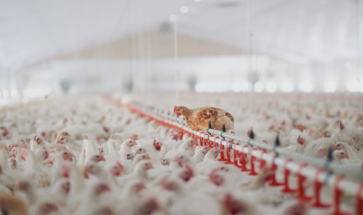 Milhares de frangos em granja