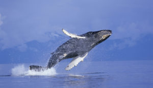 Baleia Jubarte