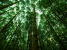 Floresta com várias árvores vistas de cima para baixo, alusivo à captura e geração de créditos de carbono
