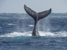 Baleia jubarte com rabo de fora da água