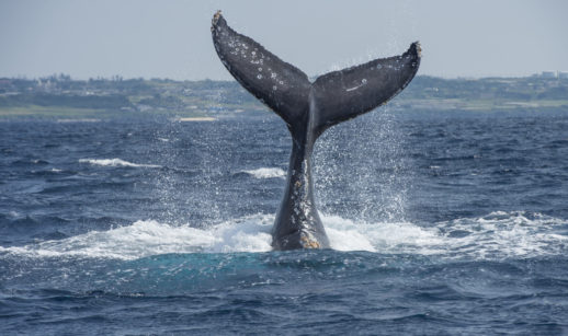 Baleia jubarte com rabo de fora da água