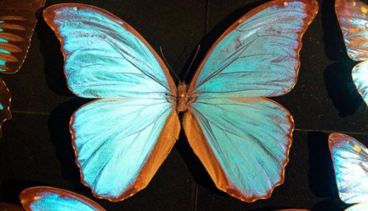 Cores de asas de borboleta