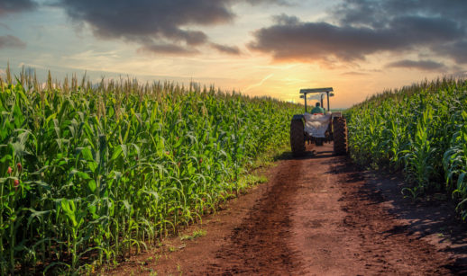 Imagem de plantação de milho com trator, alusiva à estimativa de grãos da Conab