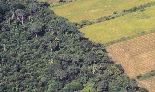 Plantação de soja em meio à Amazônia, além da moratória estabelecida
