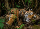 Tigres africanos fotografados por Steve Winter