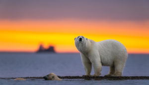 Urso polar ao por do sol