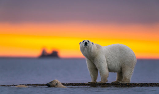 Urso polar ao por do sol