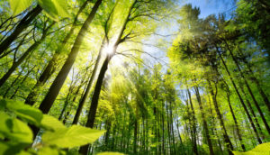 Floresta vista de baixo com reflexo da luz do sol entre as folhas verdes, alusivo aos créditos de carbono