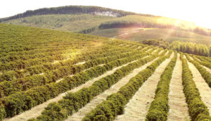 Plantação de café em pôr do sol, alusivo ao PIB do agro do Brasil