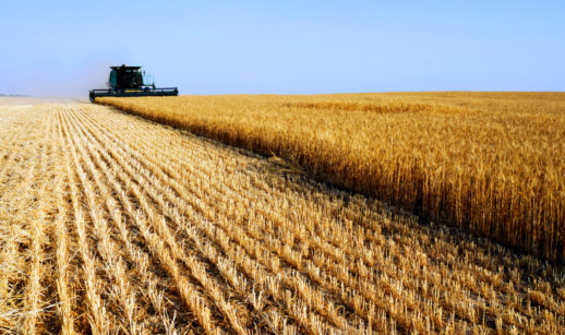 Safra de trigo, imagem da colheita