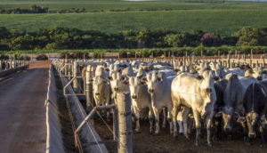 Foto de frente da gado em fazenda no Brasil, alusivo à vaca louca