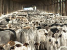 Celeiro de frigorífico com milhares de cabeças de gado, alusivo à vaca louca