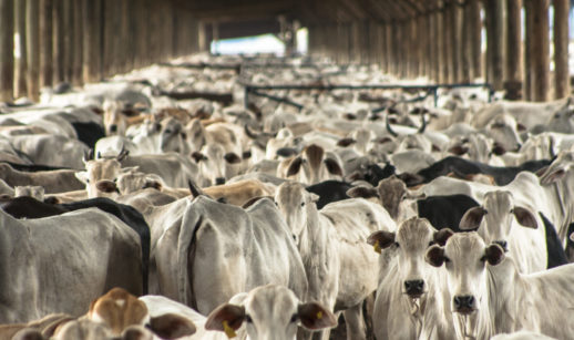 Celeiro de frigorífico com milhares de cabeças de gado, alusivo à vaca louca