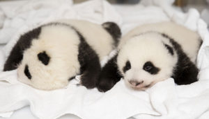 Bebês panda