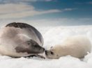 focas da groelândia