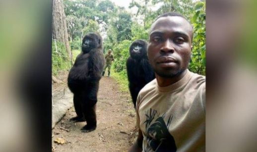 gorila selfie