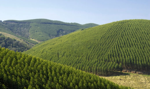 Vista áerea de plantação de eucalipto entre vales, alusivo à atividade da Suzano