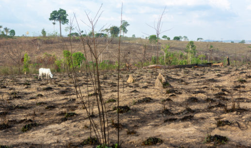 Área que sofreu com desmatamento na Amazônia com um boi solitário pastando, alusivo à lei que quer proibir esses produtos na Europa