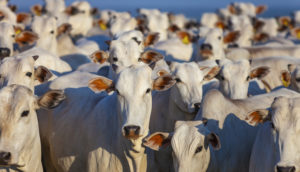 Gado abate bovino china