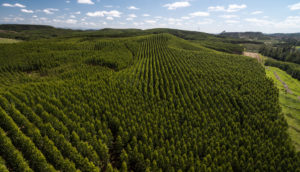 Aérea de floresta de eucaliptos para produção de celulose, alusivo à atividade da Arauco