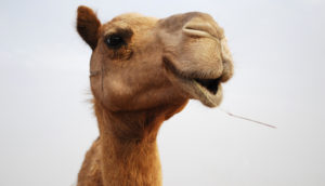 camelos