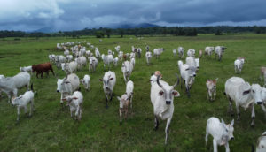 Aérea de gado correndo em meio a um campo verde com céu azul escuro, alusivo às exportações de carne bovina