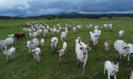 Aérea de gado correndo em meio a um campo verde com céu azul escuro, alusivo às exportações de carne bovina