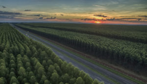 Paisagem de florestas de eucaliptos com pôr do sol ao fundo, alusivo à Suzano, que está na carteira ESG de fevereiro