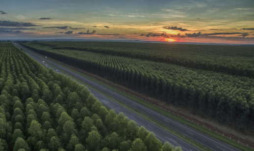Paisagem de florestas de eucaliptos com pôr do sol ao fundo, alusivo à Suzano, que está na carteira ESG de fevereiro