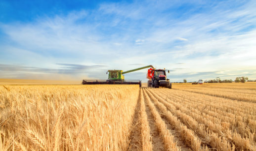 colheita e trigo