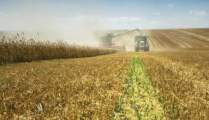 Colheita de trigo com colheitadeira e caminhão em plantação, alusivo às perdas do segmento que devem afetar os resultados da BB Seguridade