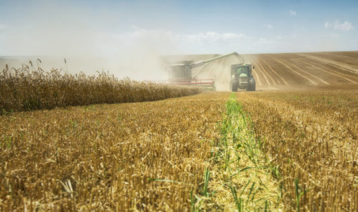 Colheita de trigo com colheitadeira e caminhão em plantação, alusivo às perdas do segmento que devem afetar os resultados da BB Seguridade