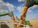 Colheitadeiras jogando grãos para dentro de caçambas em meio à plantação, alusivo às commodities que são destaque na carteira de BDRs para investir em março