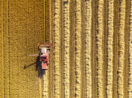 Aérea de colheitadeira em plantação de trigo com marcas das carreiras em amarelo, alusivo à alta das commodities e pressão sobre a inflação
