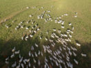 Aérea de gado correndo em pasto verde, alusivo às commodities oriundas de desmatamento