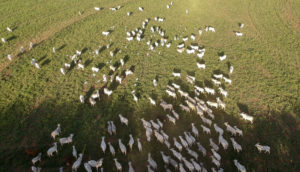 Aérea de gado correndo em pasto verde, alusivo às commodities oriundas de desmatamento