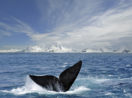 Cauda de uma das baleias na Antártida, com destaque no fundo para o continente gelado