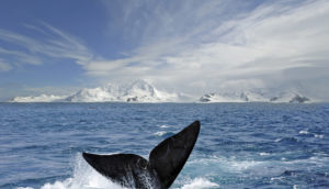 Cauda de uma das baleias na Antártida, com destaque no fundo para o continente gelado